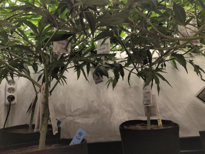Jelly Weed and Fem Seeds - Making of. Week 4 - 29.4 | F12