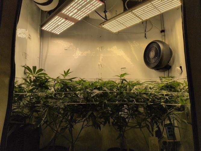 Jelly Weed and Fem Seeds - Making of. Week 4 - 29.4 | F12