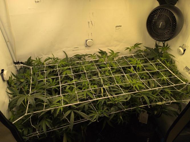 Jelly Weed and Fem Seeds - Making of. Week 4 - 29.4 | F12