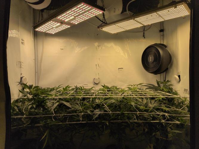 Jelly Weed and Fem Seeds - Making of. Week 4 - 29.4 | F12