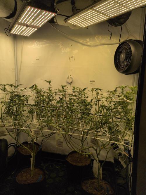 Jelly Weed and Fem Seeds - Making of. Week 5 - 5.5 - F18