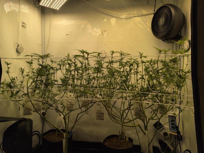 Jelly Weed and Fem Seeds - Making of. Week 5 - 5.5 - F18