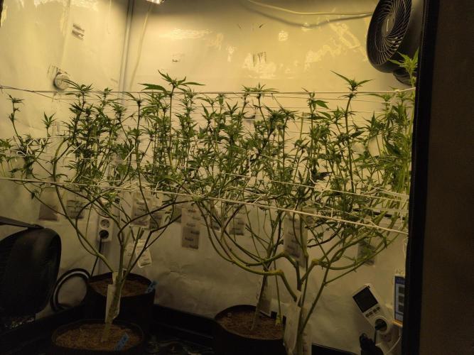 Jelly Weed and Fem Seeds - Making of. Week 5 - 5.5 - F18
