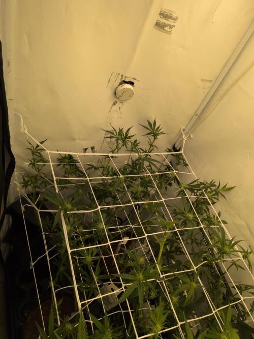 Jelly Weed and Fem Seeds - Making of. Week 5 - 5.5 - F18