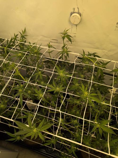Jelly Weed and Fem Seeds - Making of. Week 5 - 5.5 - F18