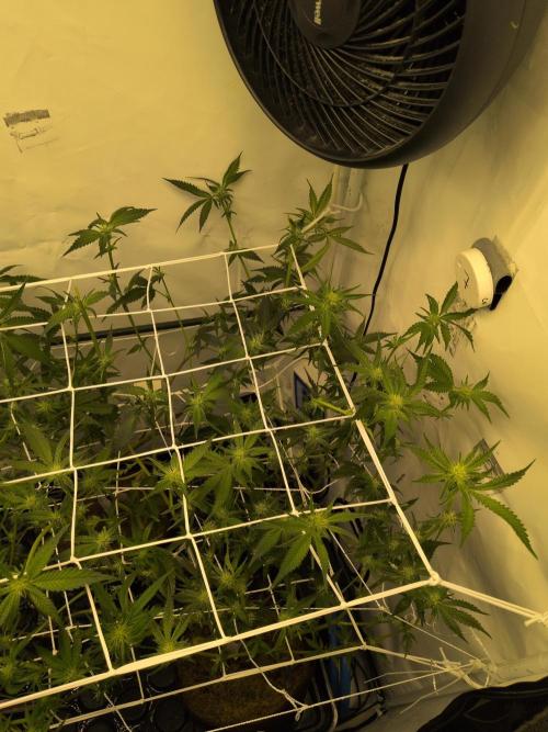 Jelly Weed and Fem Seeds - Making of. Week 5 - 5.5 - F18