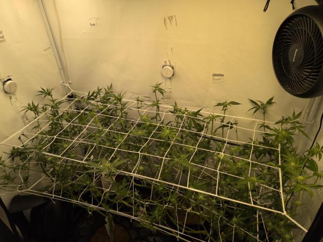 Jelly Weed and Fem Seeds - Making of. Week 5 - 5.5 - F18