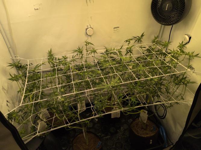 Jelly Weed and Fem Seeds - Making of. Week 5 - 5.5 - F18