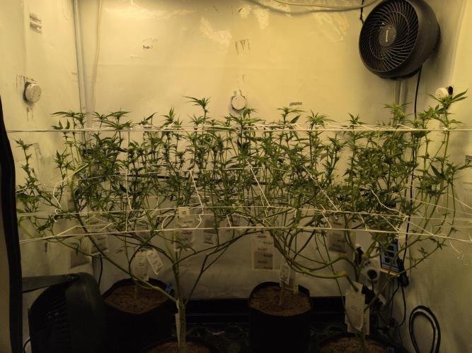 Jelly Weed and Fem Seeds - Making of. Week 5 - 5.5 - F18