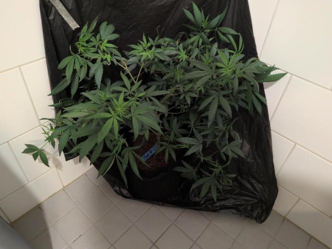 Jelly Weed and Fem Seeds - Making of. Week 5 - Dragon's Blood Hashplant that im trying to reverse