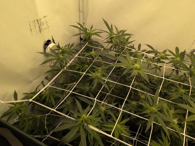 Jelly Weed and Fem Seeds - Making of. Week 6 - 8.5 | F21