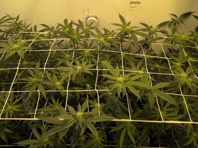 Jelly Weed and Fem Seeds - Making of. Week 6 - 8.5 | F21