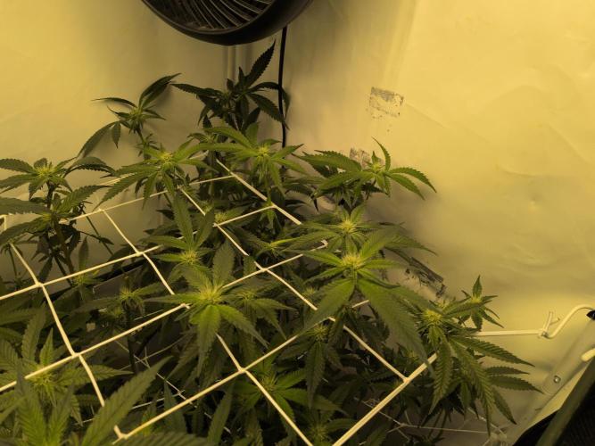 Jelly Weed and Fem Seeds - Making of. Week 6 - 8.5 | F21
