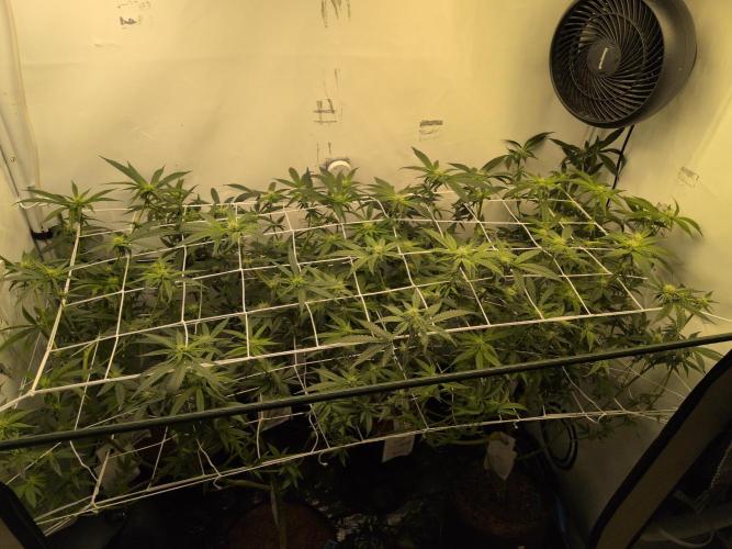 Jelly Weed and Fem Seeds - Making of. Week 6 - 8.5 | F21