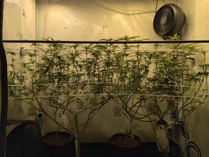 Jelly Weed and Fem Seeds - Making of. Week 6 - 8.5 | F21