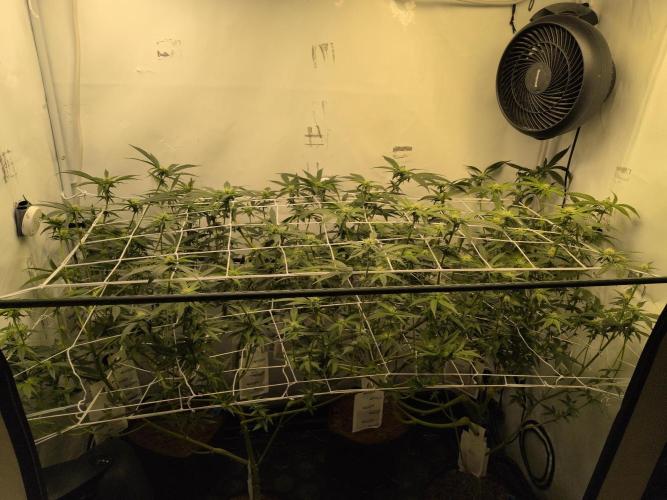 Jelly Weed and Fem Seeds - Making of. Week 6 - 8.5 | F21