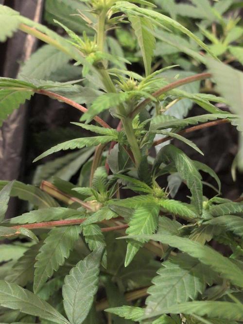 Jelly Weed and Fem Seeds - Making of. Week 6 - Reversed Dragon Blood Hash plant