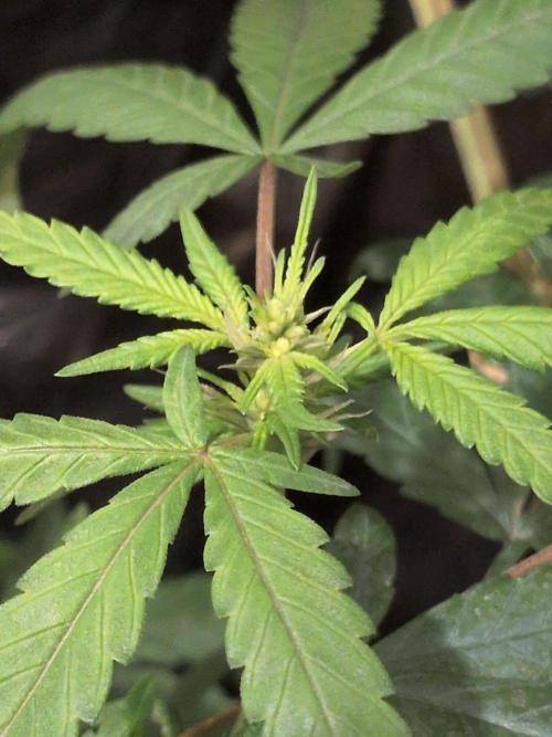 Jelly Weed and Fem Seeds - Making of. Week 6 - Reversed Dragon Blood Hash plant