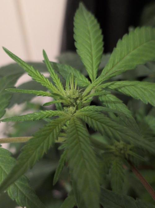 Jelly Weed and Fem Seeds - Making of. Week 6 - Reversed Dragon Blood Hash plant