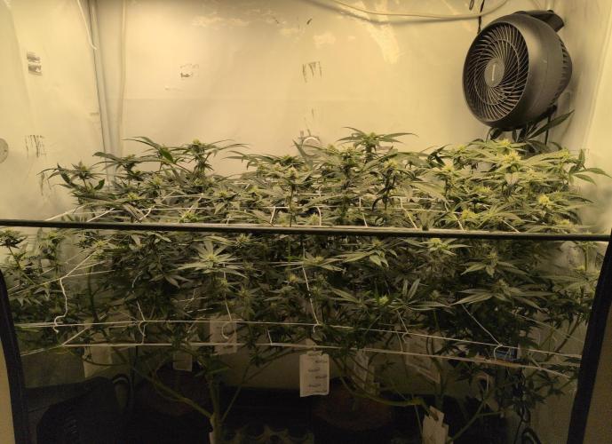 Jelly Weed and Fem Seeds - Making of. Week 7 - 16.5 | F29