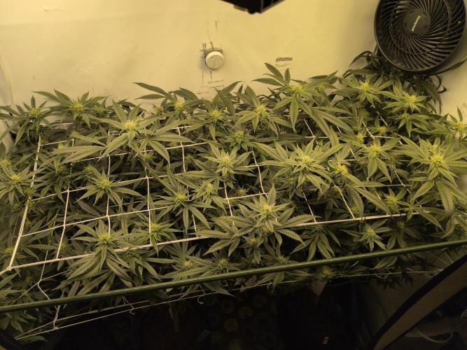 Jelly Weed and Fem Seeds - Making of. Week 7 - 16.5 | F29