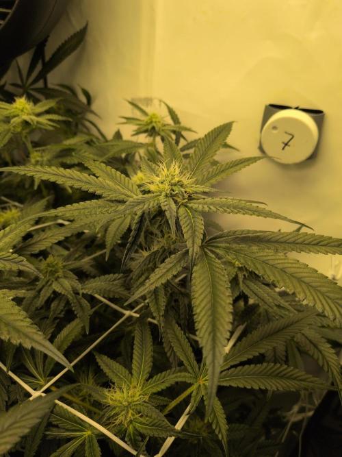 Jelly Weed and Fem Seeds - Making of. Week 7 - 16.5 | F29
