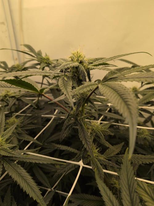 Jelly Weed and Fem Seeds - Making of. Week 7 - 16.5 | F29