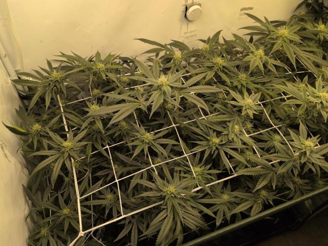 Jelly Weed and Fem Seeds - Making of. Week 7 - 16.5 | F29