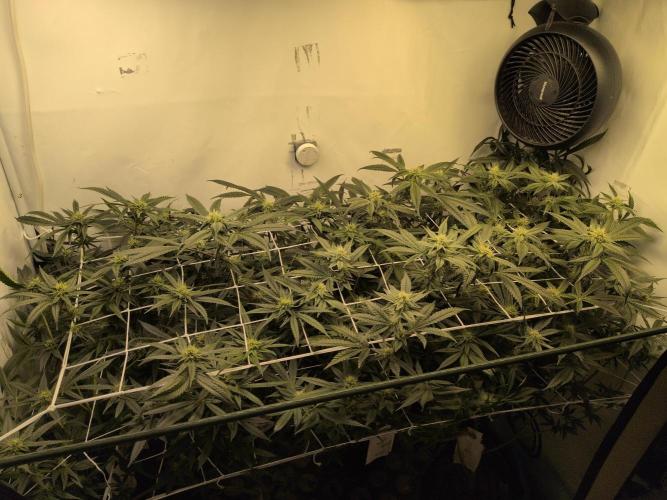Jelly Weed and Fem Seeds - Making of. Week 7 - 16.5 | F29