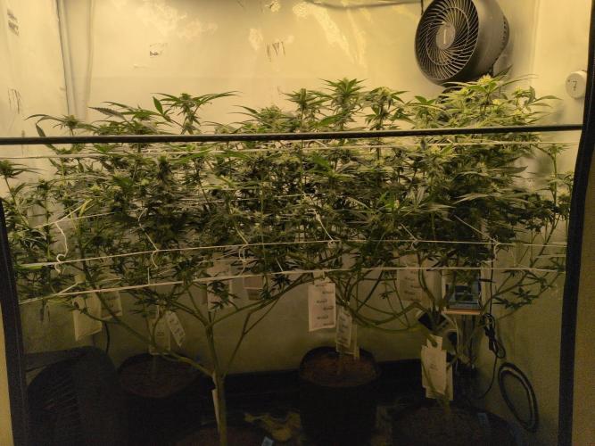 Jelly Weed and Fem Seeds - Making of. Week 7 - 16.5 | F29