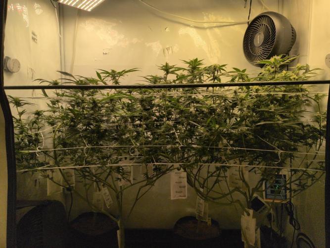 Jelly Weed and Fem Seeds - Making of. Week 7 - 16.5 | F29