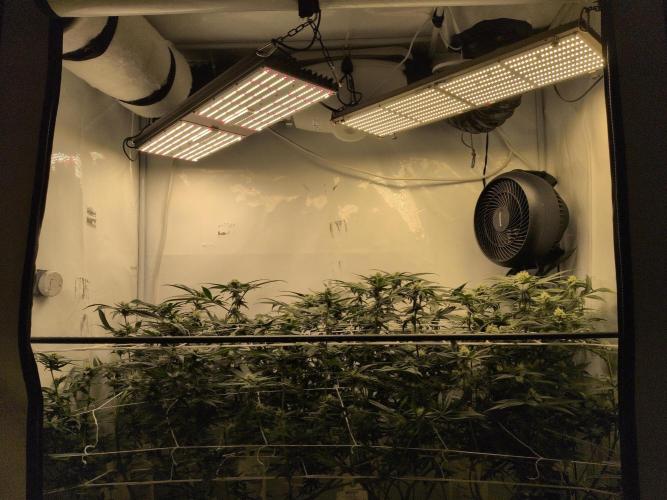 Jelly Weed and Fem Seeds - Making of. Week 7 - 16.5 | F29