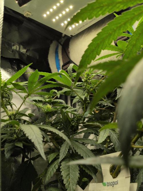 Jelly Weed and Fem Seeds - Making of. Week 7 - 16.5 | F29 - Reversed plant's balls almost ready to burst
