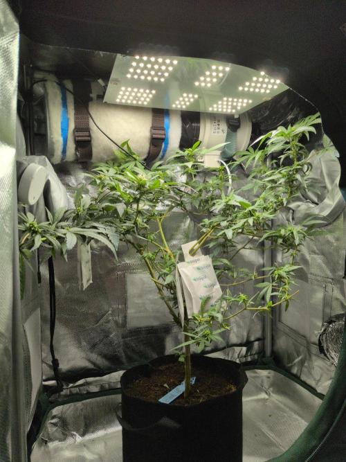 Jelly Weed and Fem Seeds - Making of. Week 7 - 16.5 | F29 Reversed plant cleaned