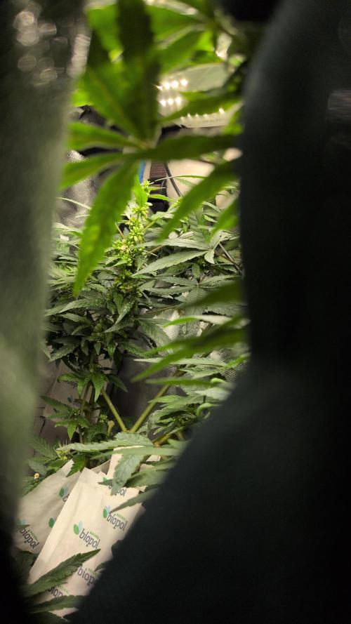 Jelly Weed and Fem Seeds - Making of. Week 8 - 24.5 | F37 - Reversed Dragon's Blood Hashplant