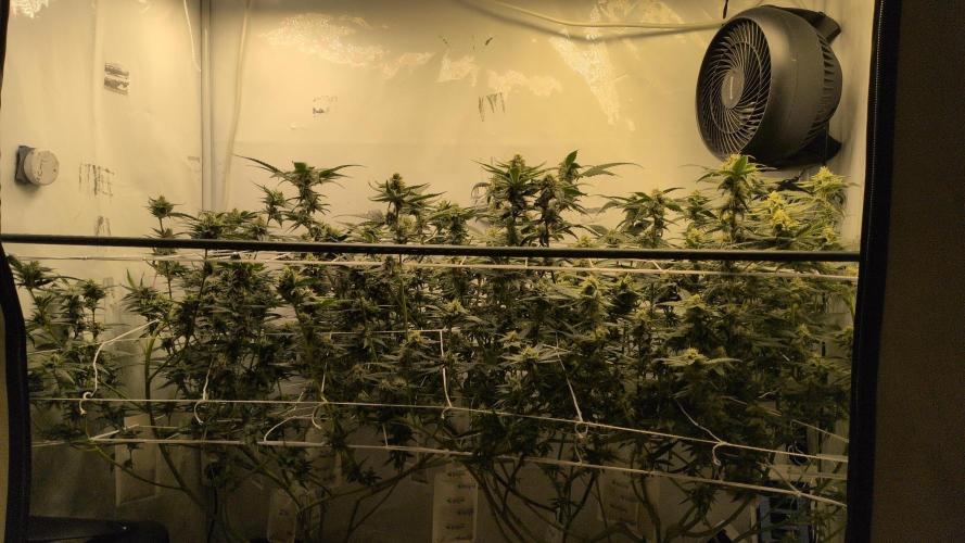 Jelly Weed and Fem Seeds - Making of. Week 8 - 24.5 | F37