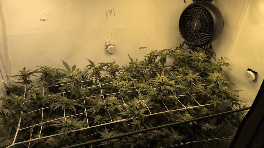 Jelly Weed and Fem Seeds - Making of. Week 8 - 24.5 | F37
