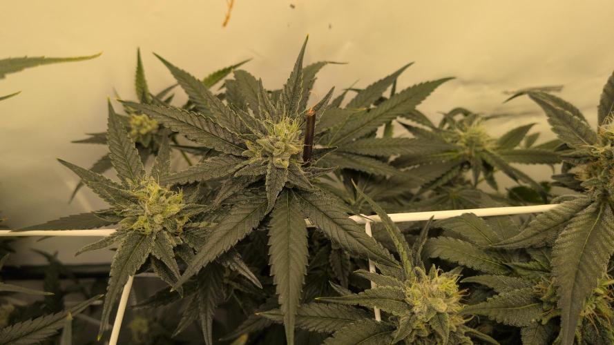 Jelly Weed and Fem Seeds - Making of. Week 8 - 24.5 | F37 Dragon's Blood Hashplant