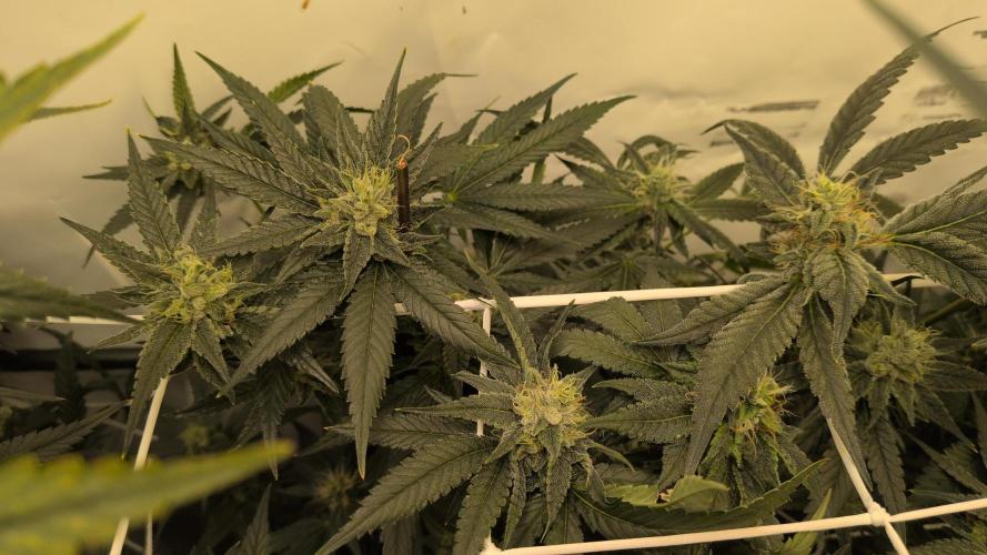 Jelly Weed and Fem Seeds - Making of. Week 8 - 24.5 | F37 - Dragon's Blood Hashplant