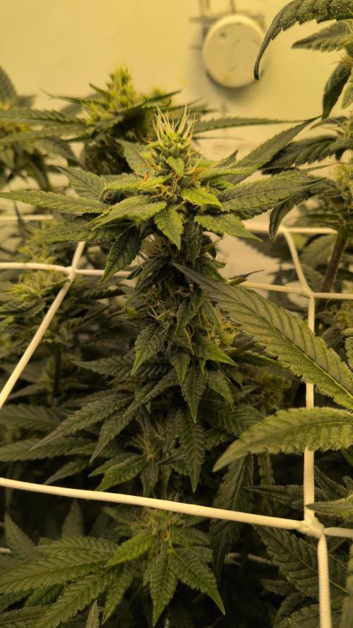 Jelly Weed and Fem Seeds - Making of. Week 8 - 24.5 | F37 - Dragon's Blood Hashplant