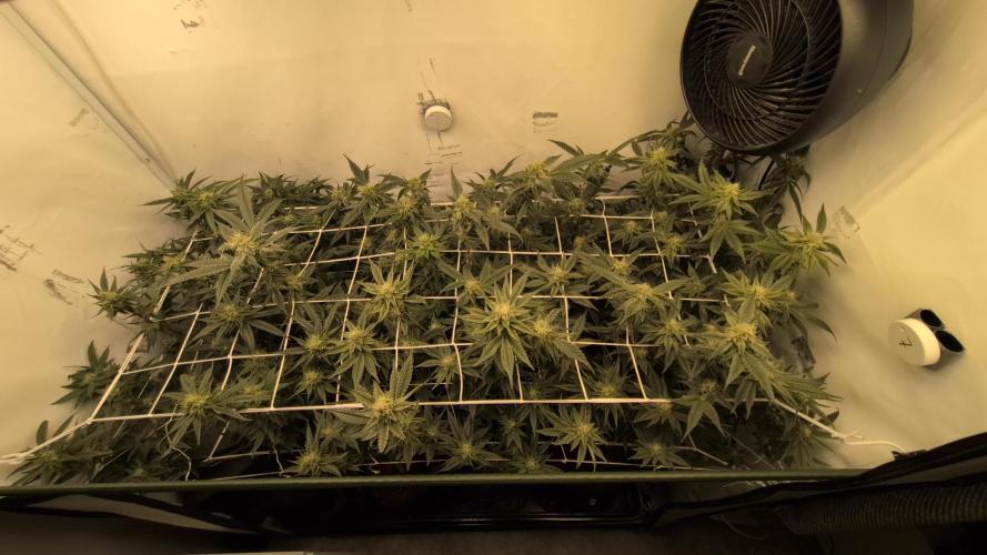 Jelly Weed and Fem Seeds - Making of. Week 8 - 24.5 | F37