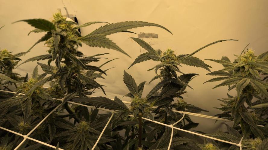 Jelly Weed and Fem Seeds - Making of. Week 8 - 24.5 | F37 - Hella Jelly #2