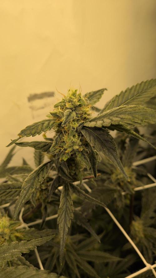 Jelly Weed and Fem Seeds - Making of. Week 8 - 24.5 | F37 - Hella Jelly #2