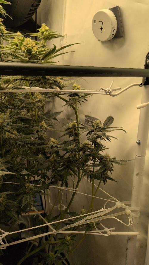 Jelly Weed and Fem Seeds - Making of. Week 8 - 24.5 | F37 - Hella Jelly #1