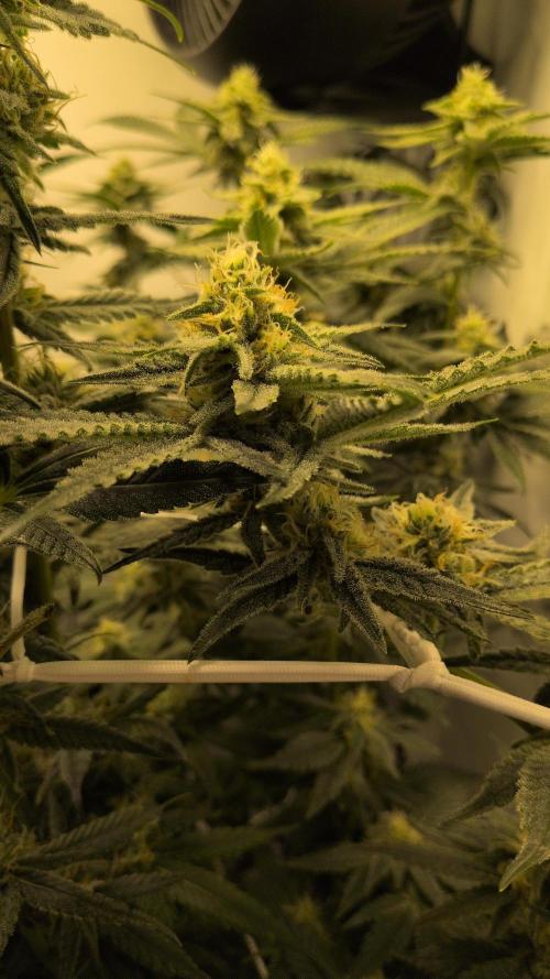 Jelly Weed and Fem Seeds - Making of. Week 8 - 24.5 | F37 - Hella Jelly #1
