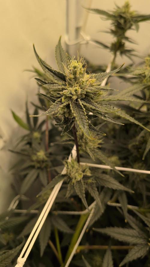 Jelly Weed and Fem Seeds - Making of. Week 8 - 24.5 | F37 - Hella Jelly #3