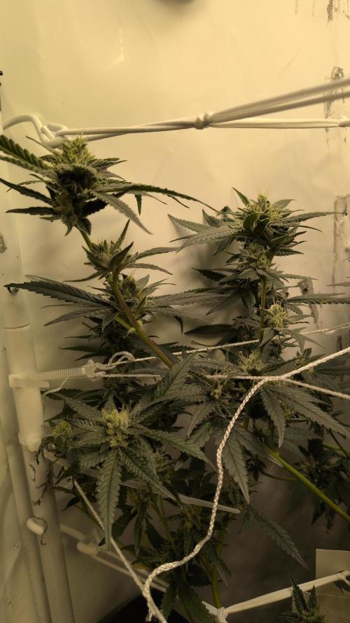 Jelly Weed and Fem Seeds - Making of. Week 8 - 24.5 | F37 - Hella Jelly #3