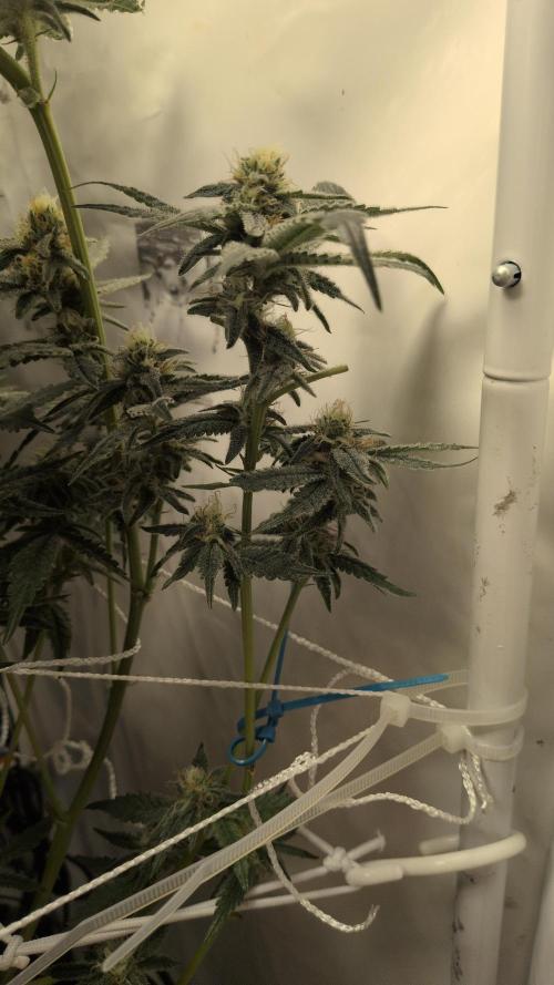 Jelly Weed and Fem Seeds - Making of. Week 8 - 26.5 | F39