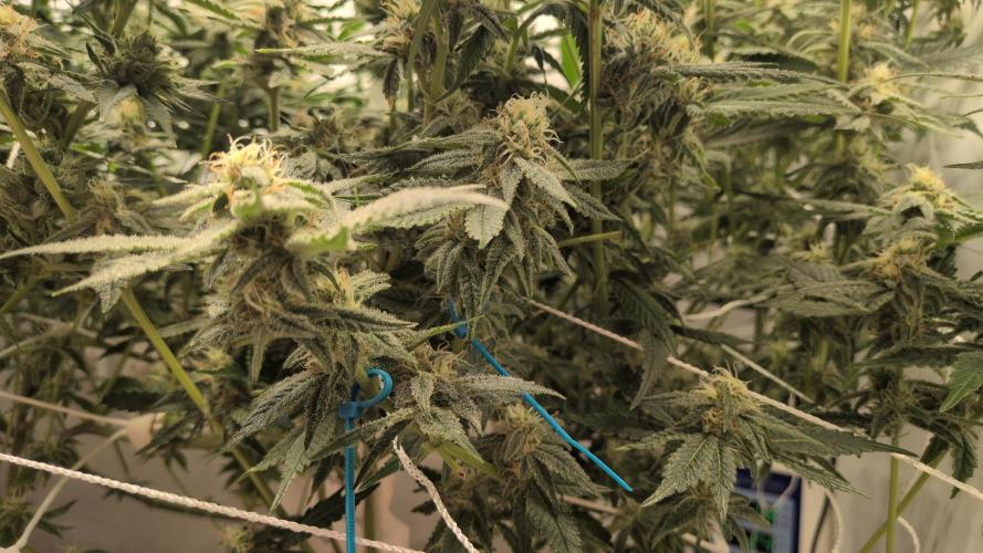 Jelly Weed and Fem Seeds - Making of. Week 8 - 26.5 | F39