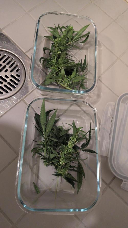 Jelly Weed and Fem Seeds - Making of. Week 8 - 26.5 | F39